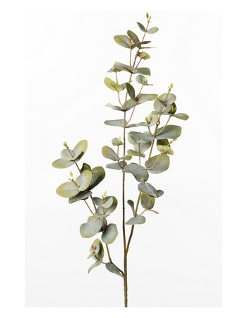 Eucalyptus Gren Cm St Vet Gr N