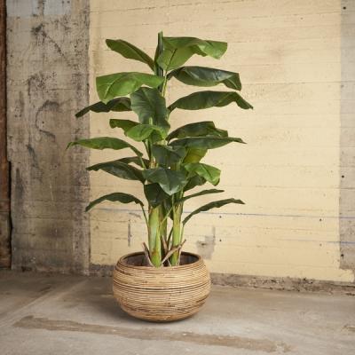 Mrplant Banan