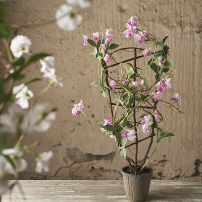 Mrplant Blommande Luktart