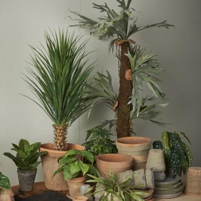 Mrplant Lerkrukor Krukvaxter