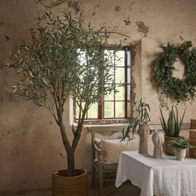 Mrplant Oliv Krans 1920